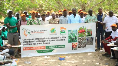 Photo of Campagne 2025 de la noix de cajou- Le Conseil du coton et de l’anacarde sensibilise pour des rendements en amandes élevés