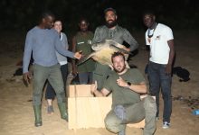 Photo of Conservation des espèces marines: Des tortues olivâtres balisées sur les plages de Monogaga
