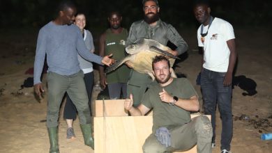 Photo of Conservation des espèces marines: Des tortues olivâtres balisées sur les plages de Monogaga